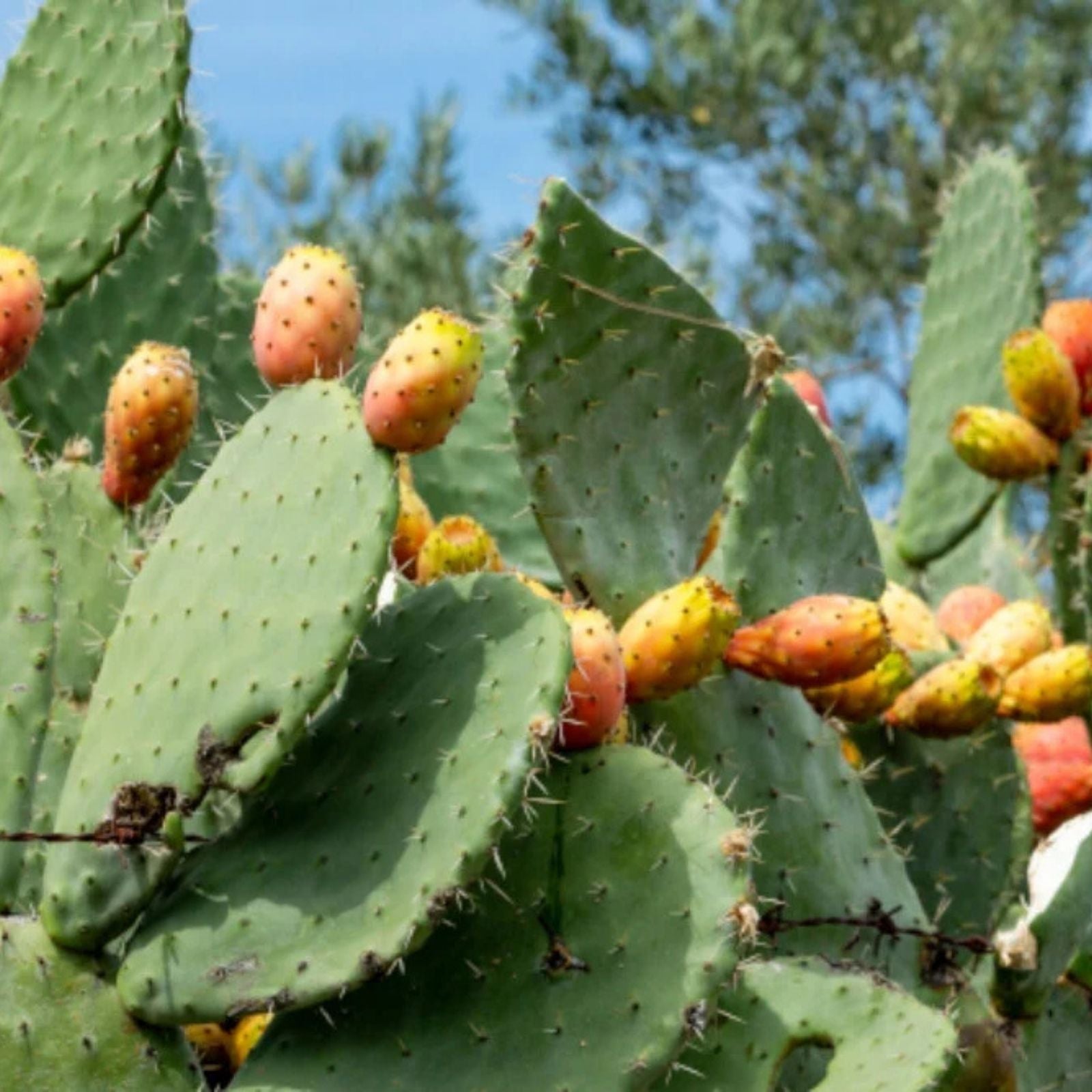 Opuntia Engelmannii Prickly Pear Cactus Cutting 10" Live Succulent for Indoor Outdoor Garden