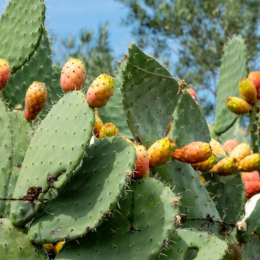 Opuntia Engelmannii Prickly Pear Cactus Cutting 10" Live Succulent for Indoor Outdoor Garden