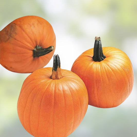 Jack O'Lantern Pumpkin Seeds 10 Organic Cucurbita pepo Live Plant Cutting Bare Root Halloween Decor Cooking Seeds