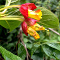 Twin-berry Honeysuckle Seeds Lonicera involucrata Red Flower Vine Shrub Medicinal Ornamental 50+ Seeds