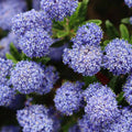 Organic California Lilac Ceanothus Horizontalis Live Plant Cuttings 10 Blue Blossom Starter Plants Houseplants