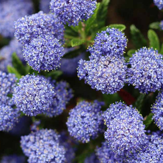 Organic California Lilac Ceanothus Horizontalis Live Plant Cuttings 10 Blue Blossom Starter Plants Houseplants