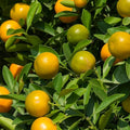 Calamansi Live Plant in Pot – Citrus microcarpa, Fruit-Bearing Indoor Plant, Calamondin, Air-Layered Citrus, Starter Plant