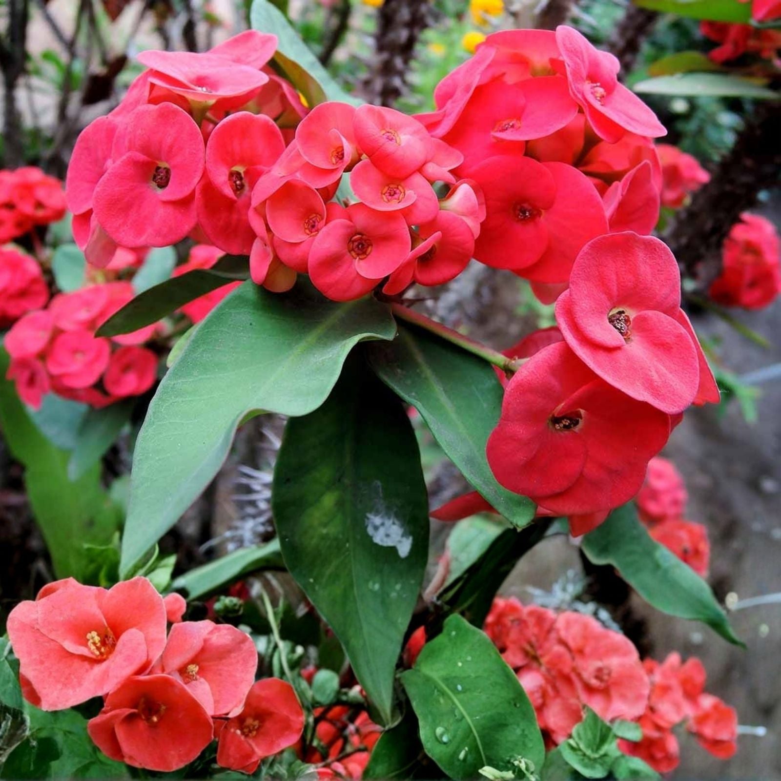 Thai Hybrid Crown of Thorns Cutting Cherry Cobbler Euphorbia milii Succulent Indoor Plant Drought Tolerant Starter