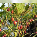 Paperbark Maple Tree Seeds - Acer griseum, Cinnamon Bark, Ornamental Tree for Planting