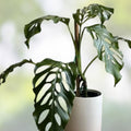 Monstera Acacoyaguensis Cutting 2.5 Inch Pot Rare Tropical Aroid Rooted Plant