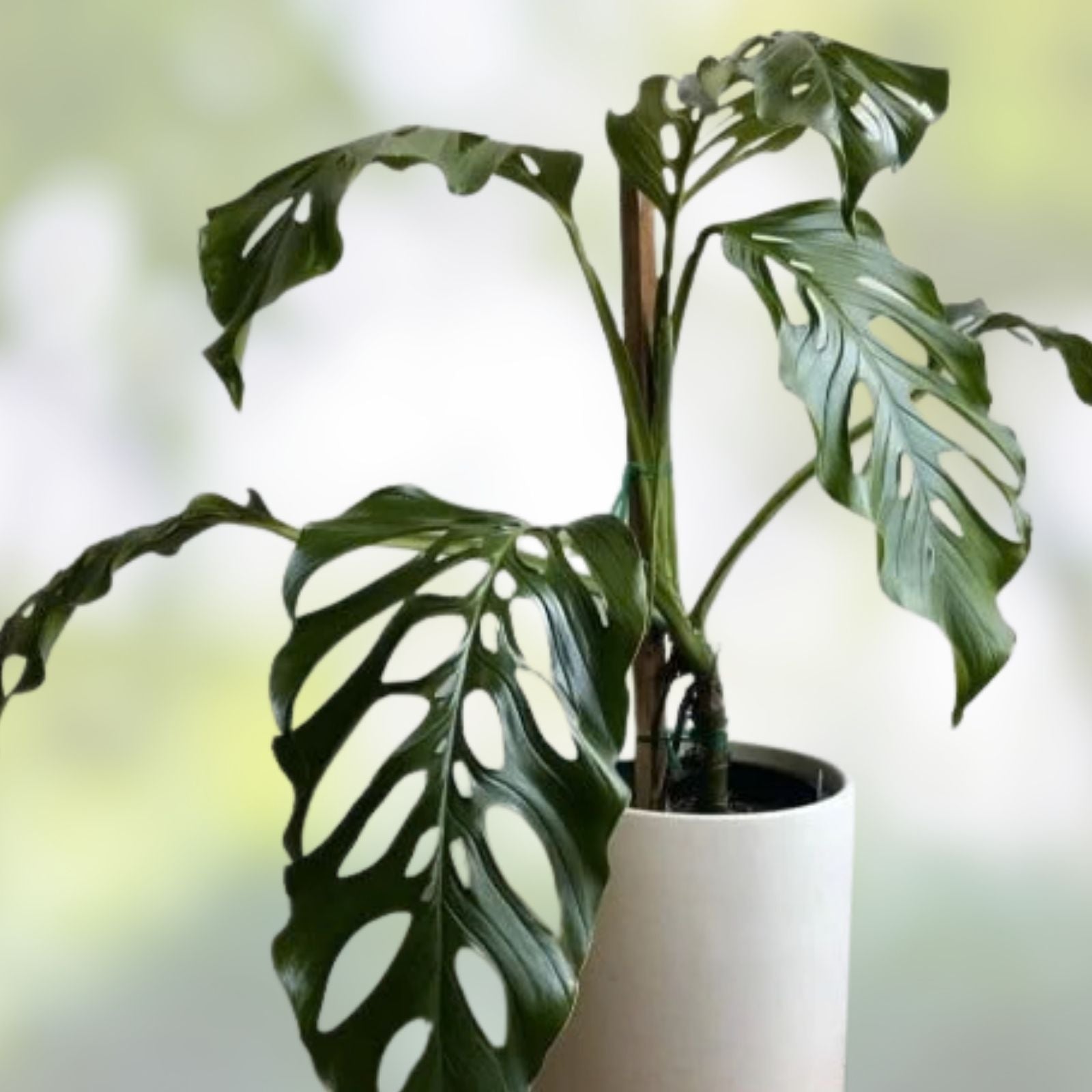 Monstera Acacoyaguensis Cutting 2.5 Inch Pot Rare Tropical Aroid Rooted Plant