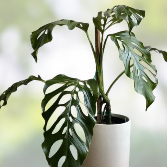 Monstera Acacoyaguensis Cutting 2.5 Inch Pot Rare Tropical Aroid Rooted Plant