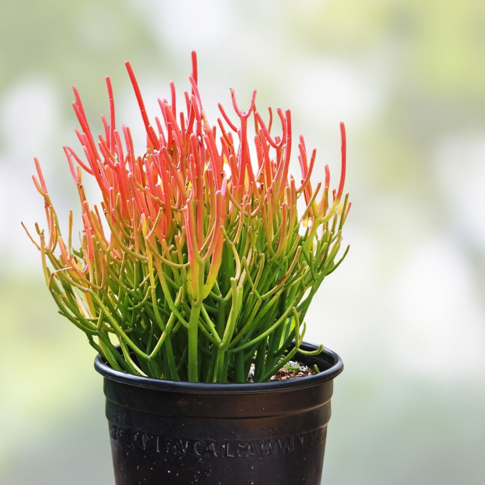 Firestick Pencil Thornless Succulent Cuttings Euphorbia Tirucalli Drought-Tolerant Indoor Plant Live Starter Plant