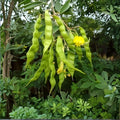 Hawaiian Yellow Sugarcane Cuttings Organic Live Plant Heirloom Saccharum officinarum Florida Grown