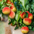 Yellow Peach Tree Cutting Prunus persica Organic Live Plant Starter Bare Root 6 Pack