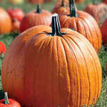 Big Max Pumpkin Seeds | Heirloom Non-GMO Giant Pumpkin Seeds | Cucurbita pepo | Live Plant, Cutting, or Starter Plant