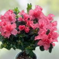 Encore Autumn Twist Azalea Starter Plant Deciduous Rhododendron Shrub Live Plant Bare Root Houseplant