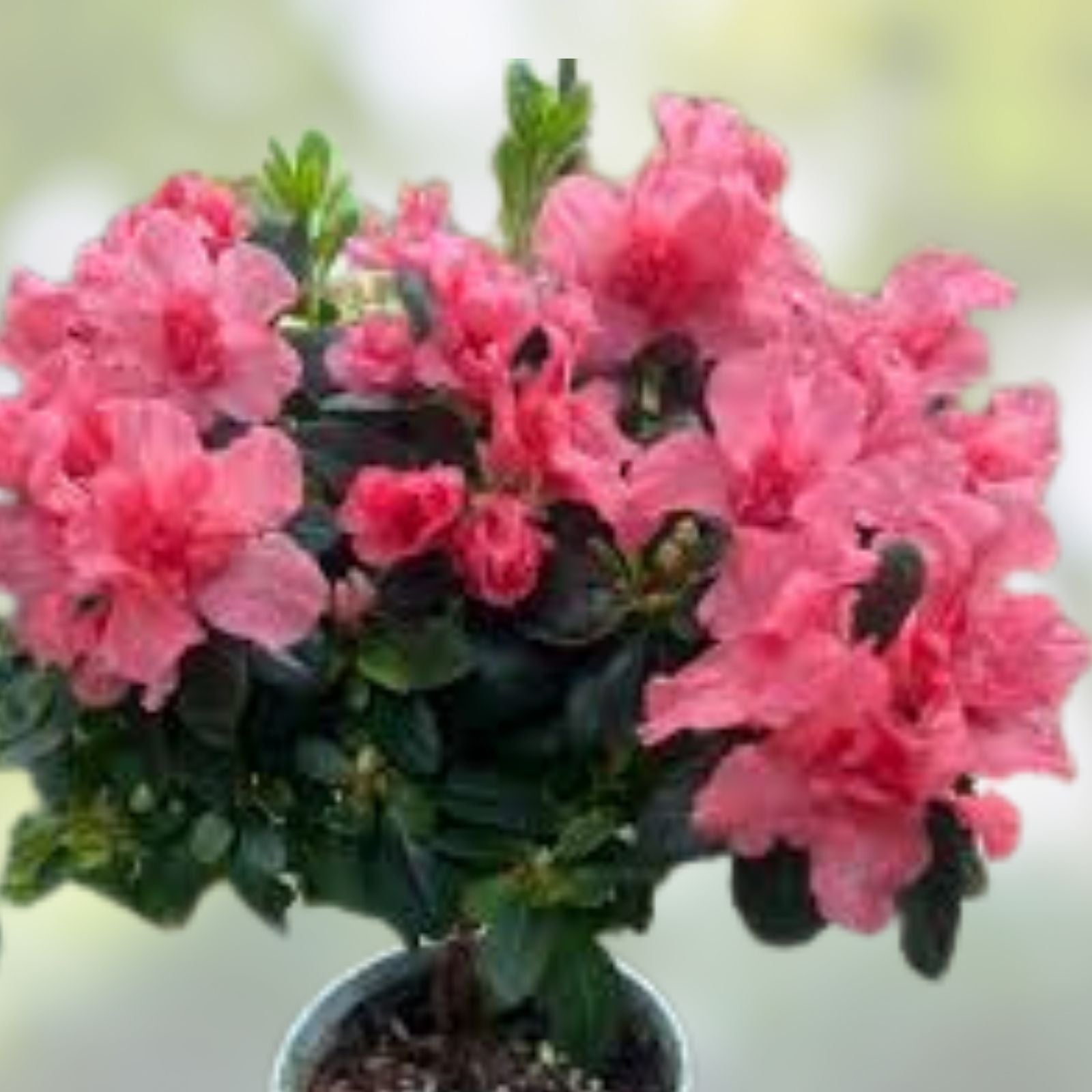 Encore Autumn Twist Azalea Starter Plant Deciduous Rhododendron Shrub Live Plant Bare Root Houseplant