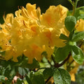 Aromi Azalea Starter Plant - Dancing Rabbit Variety - Rhododendron Deciduous Flowering Shrub for Garden and Landscape