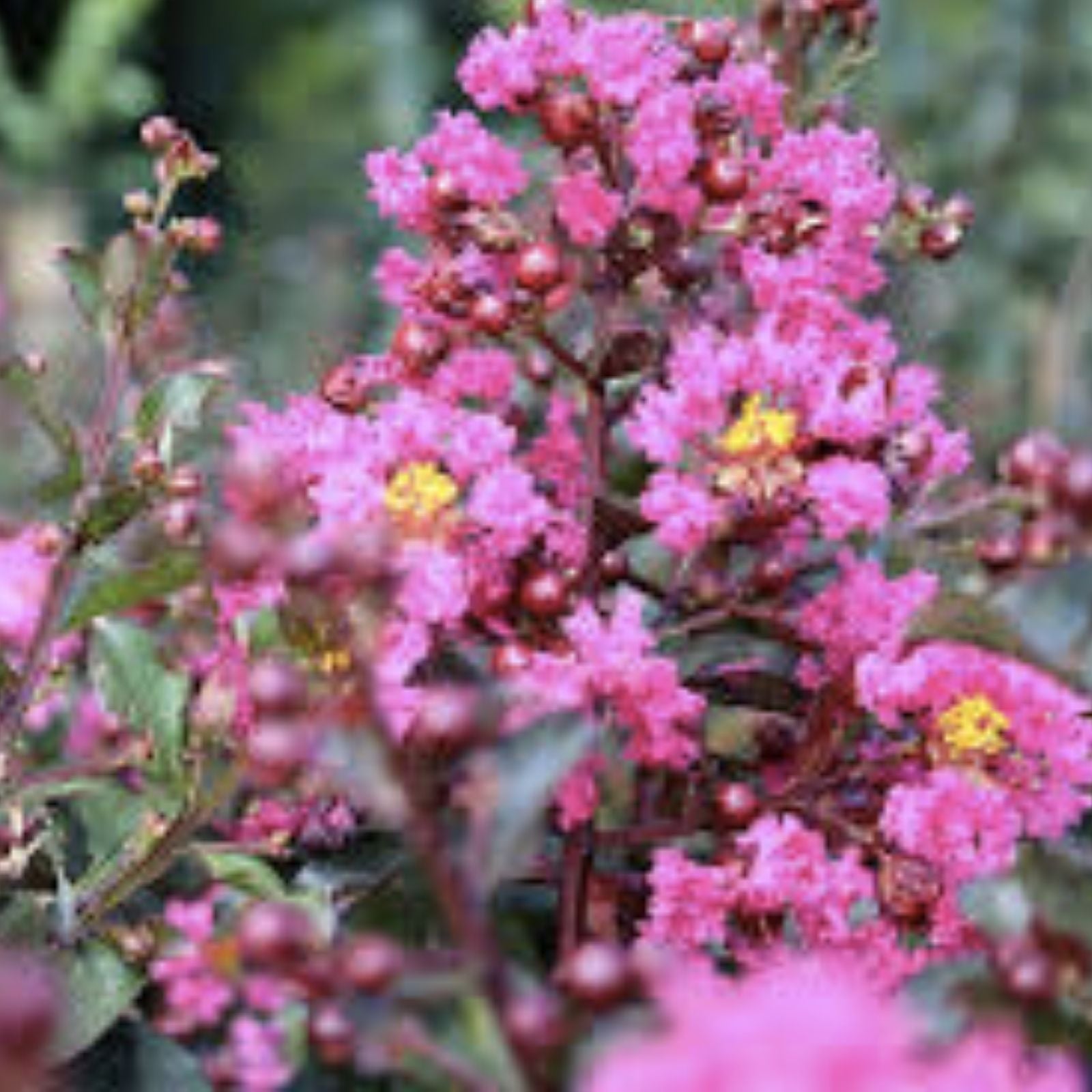 Pink Velour Crape Myrtle Cutting | Lagerstroemia indica Live Plant Propagation Material | Bare Root Starter Plant