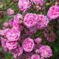 Climbing Rose Cuttings Rosa spp. Live Plant 6” Unrooted Garden Planting Material