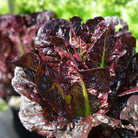 Heirloom Red Romaine Lettuce Seeds - Organic Non-GMO Vegetable Garden Starter Plants, Live Plant, Cutting, Bare Root, Houseplant