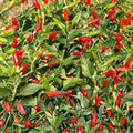 Bird's Eye Pepper Seeds 500 Organic Capsicum annuum Chili Seeds Non-GMO Heirloom Spicy Plant Starter