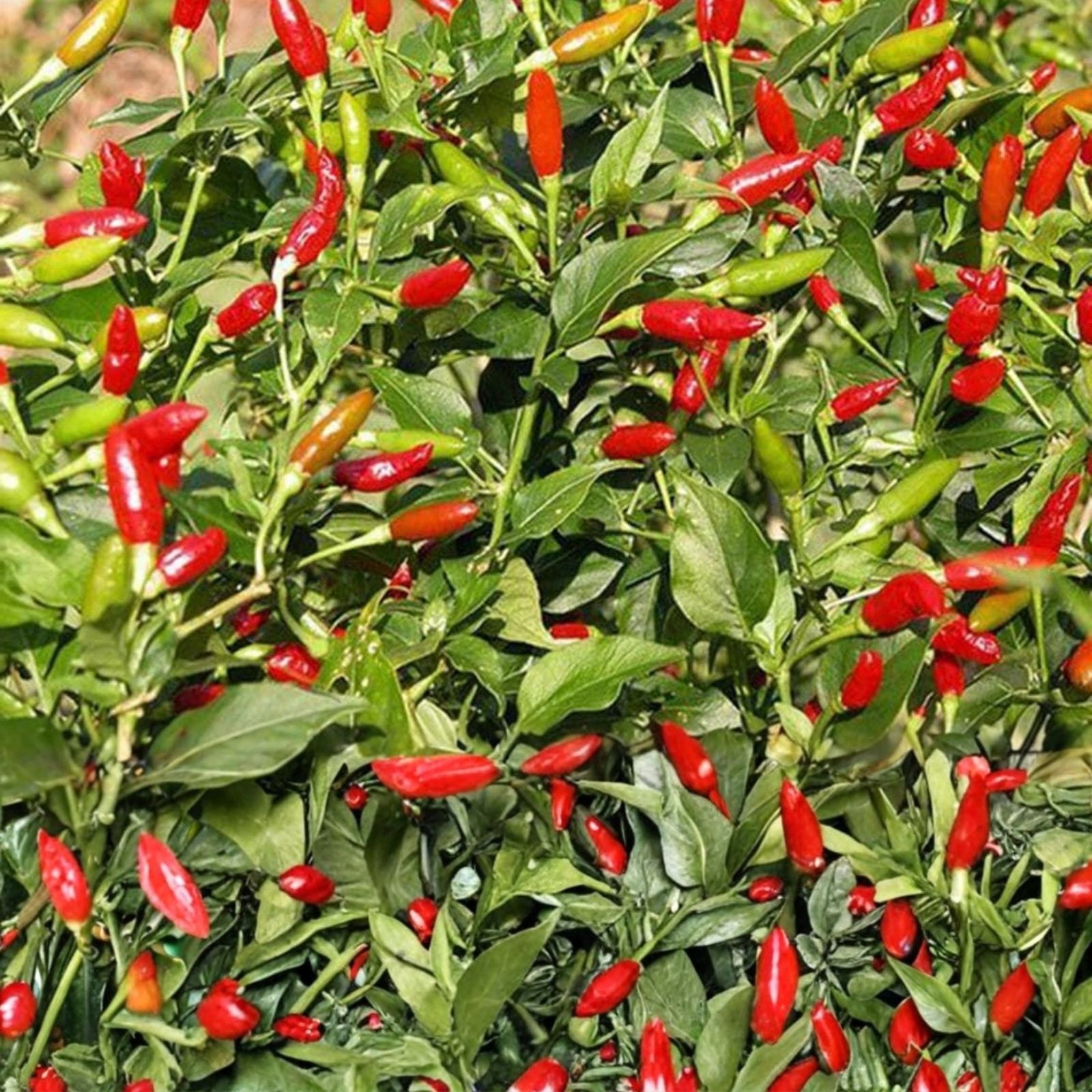 Bird's Eye Pepper Seeds 500 Organic Capsicum annuum Chili Seeds Non-GMO Heirloom Spicy Plant Starter