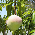 Mango Grafting Cuttings Rosigold Bud Wood Tropical Mango Tree Propagation Mangifera indica Live Plant