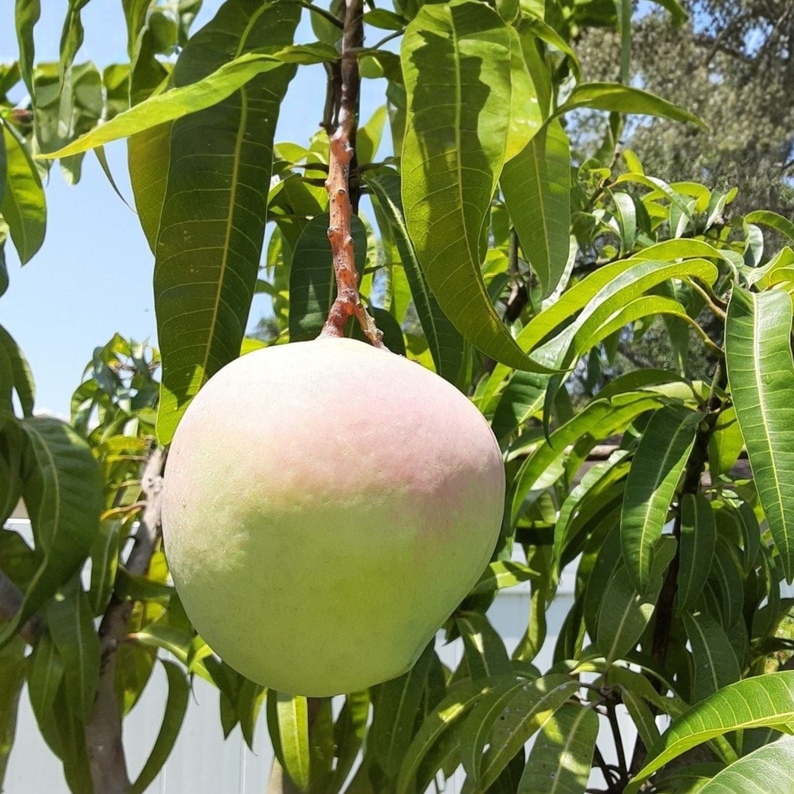 Mango Grafting Cuttings Rosigold Bud Wood Tropical Mango Tree Propagation Mangifera indica Live Plant