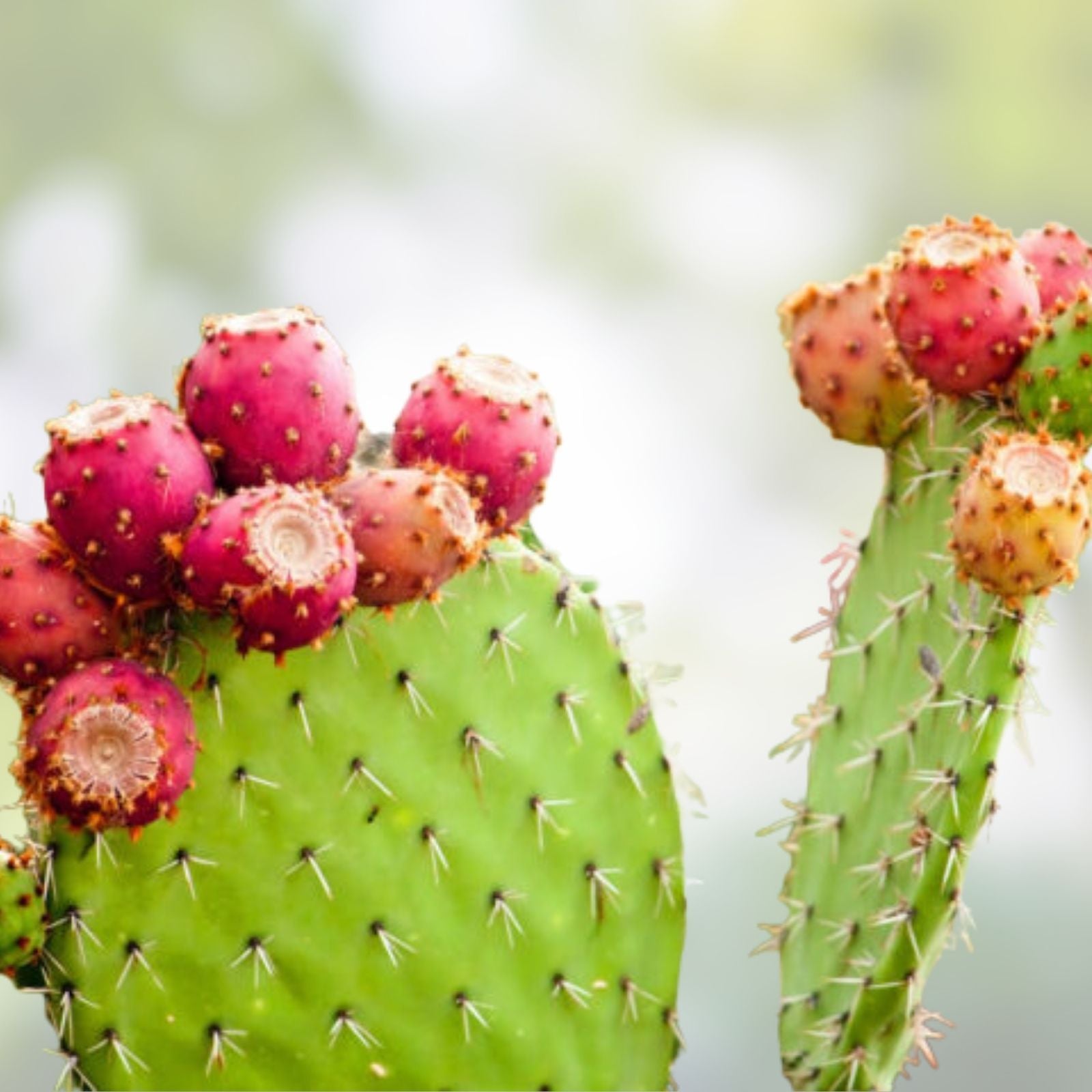 Prickly Pear Cactus Cuttings 3 Pack – Live Rooted Opuntia Segments for Planting & Propagation