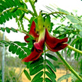 Red Hummingbird Tree Seeds, Sesbania Grandiflora, Live Plant, Flowering Tree, Gardening, Landscaping, Starter Seeds, Bare Root