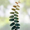 Marcgravia sp. Lime Condor Cutting - 10-Leaf Terrarium Plant - Tropical Houseplant from Peru - Unique Green Foliage