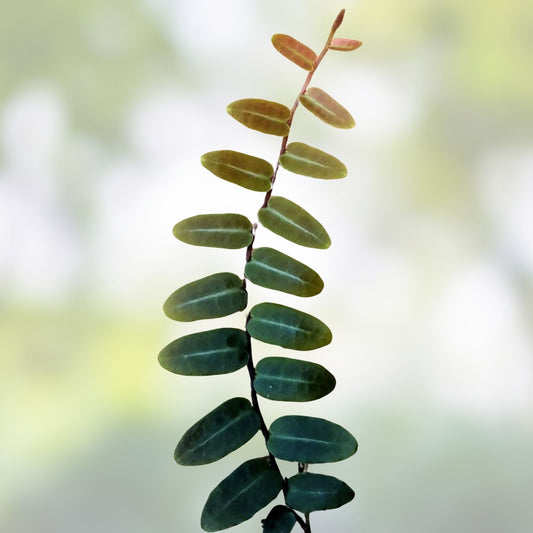 Marcgravia sp. Lime Condor Cutting - 10-Leaf Terrarium Plant - Tropical Houseplant from Peru - Unique Green Foliage