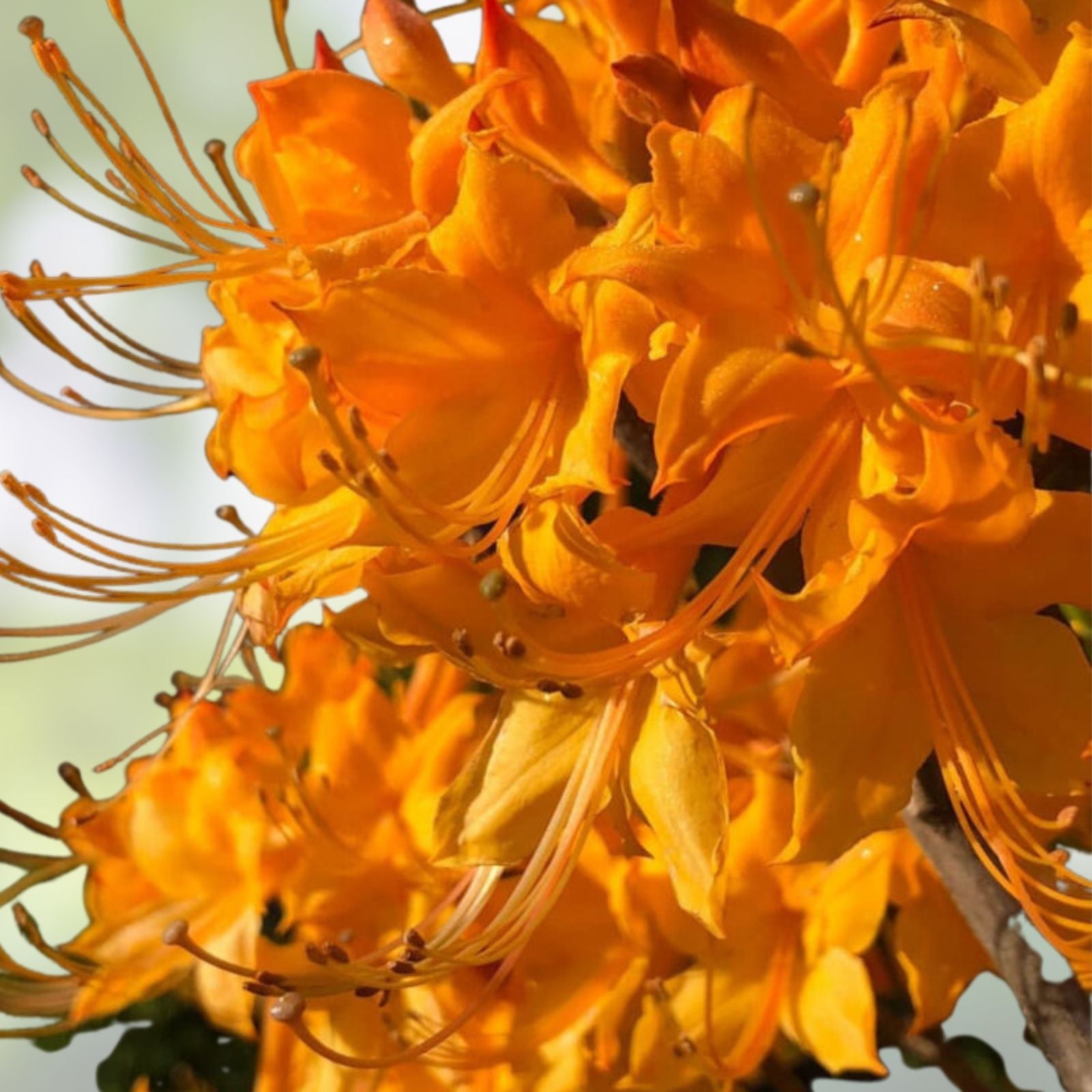 Aromi Azalea Starter Plant - Mauvila Gold Rhododendron Deciduous Small Shrub for Garden Landscaping Bloom Haven Nursery