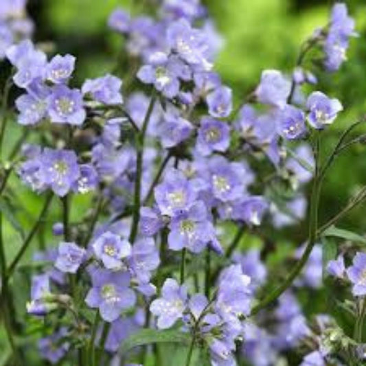 Jacob's Ladder Wildflower Seeds 50 Pack - Blue Native Perennial Flower Seeds - Polemonium reptans Garden Seeds