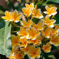Rooted Plumeria Cutting 2ft - Yellow and White Flowers - Plumeria rubra Tropical Flowering Plant for Garden and Patio