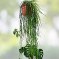 Rhipsalis Cuttings 4 Pack – Barra do Sul, Pink Berries, Indoor Succulent Plant Propagation, 5 Inch Live Houseplant