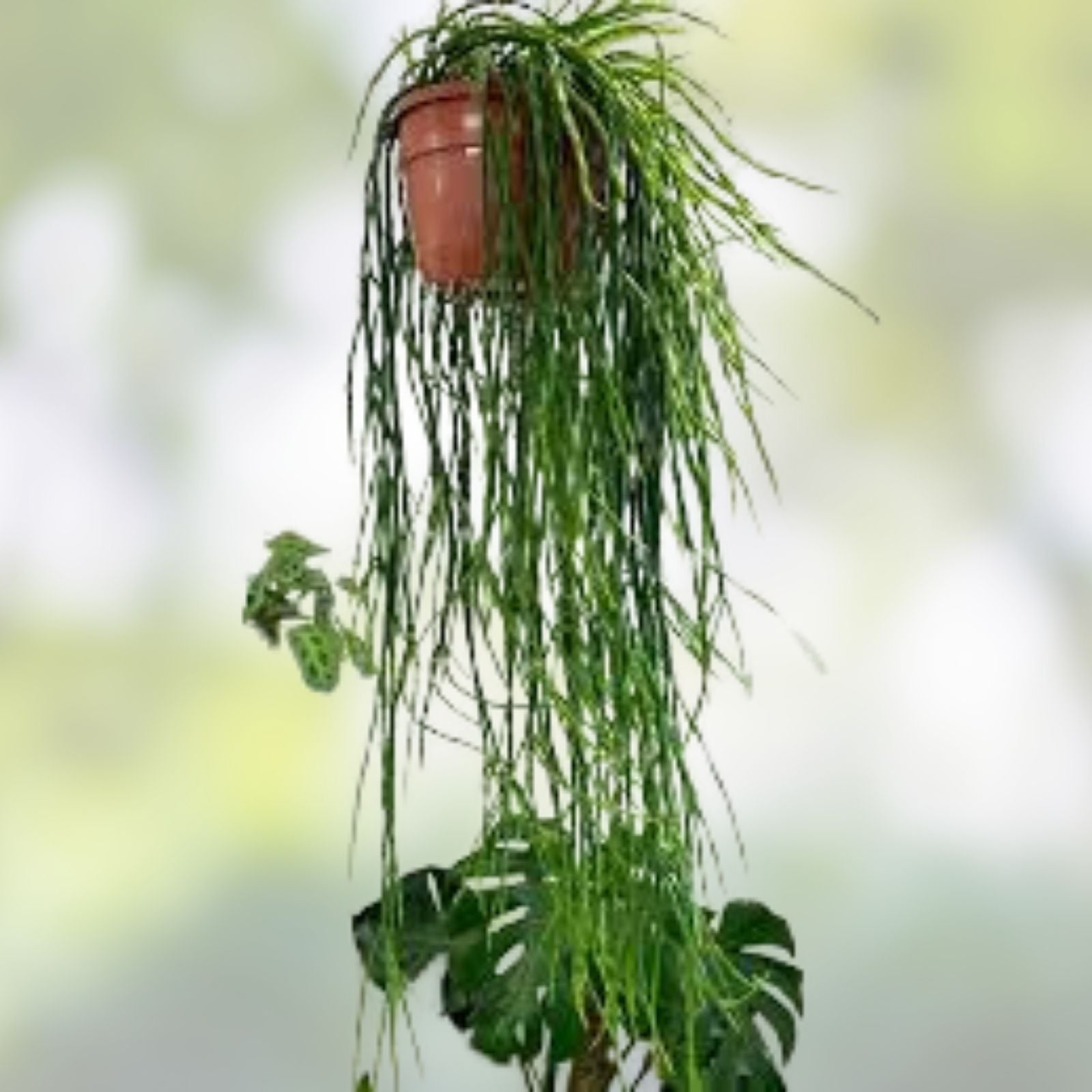 Rhipsalis Cuttings 4 Pack – Barra do Sul, Pink Berries, Indoor Succulent Plant Propagation, 5 Inch Live Houseplant