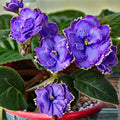 African Violet Blue Dragon Leaf Plant Cutting - Saintpaulia ionantha, Double Blue Flowers, Live Houseplant, Starter Plant