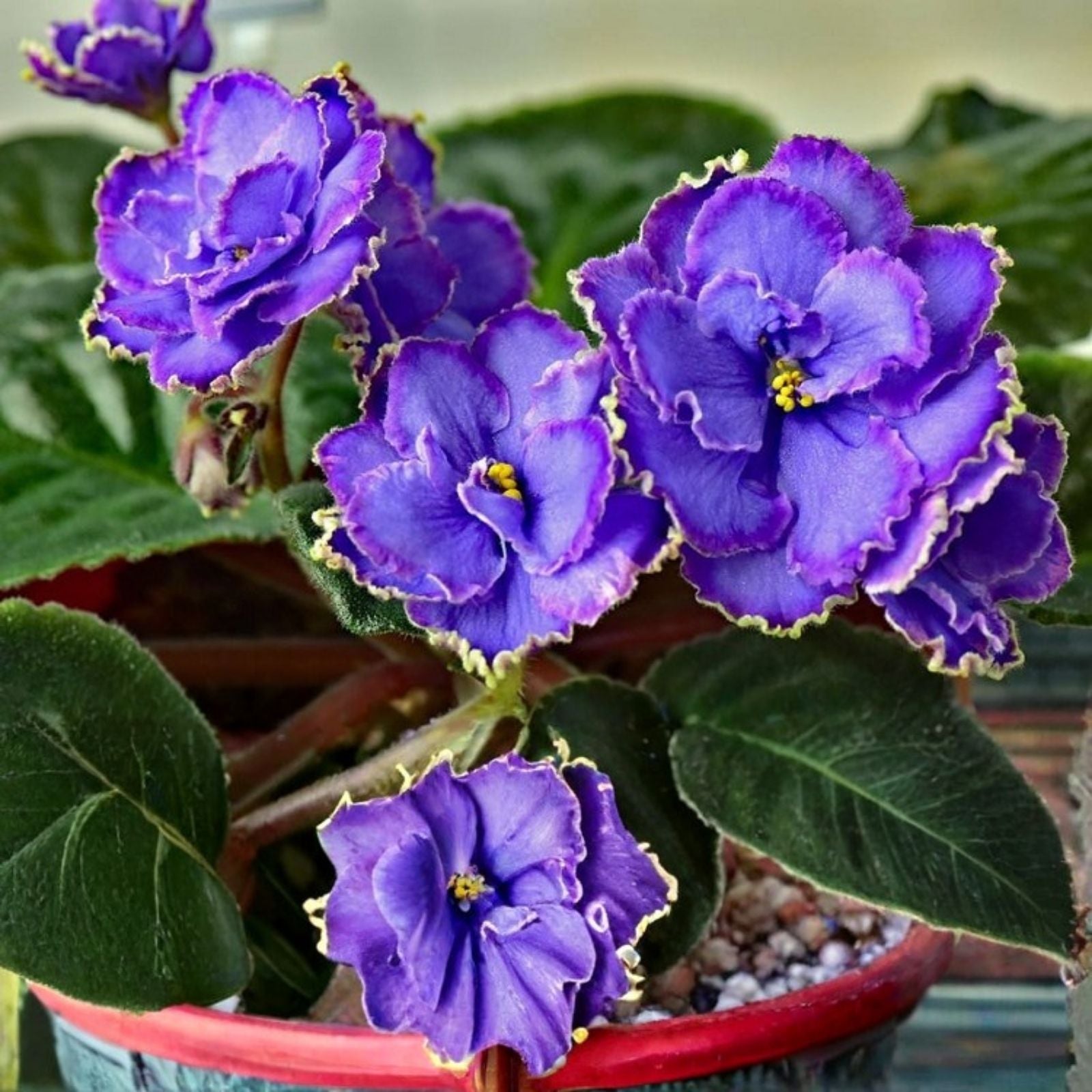 African Violet Blue Dragon Leaf Plant Cutting - Saintpaulia ionantha, Double Blue Flowers, Live Houseplant, Starter Plant