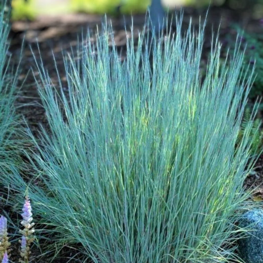 Little Bluestem Grass Seeds 100 Count – Ornamental Perennial Schizachyrium scoparium for Landscaping and Wildflower Gardens