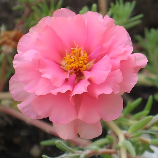 Moss Rose Cuttings Soft Pink Portulaca Grandiflora Live Plant Starter Bare Root Gardening Plant