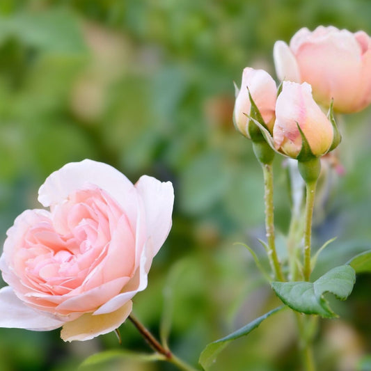 Light Pink Rose Cuttings, Unrooted Propagation Stems, Rosa spp., Live Garden Flowering Plant Material, Starter Plant