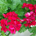 Vivid Red Pelargonium Peltatum Ivy Geranium Live Plant Starter Cuttings 3x6" for Hanging Baskets