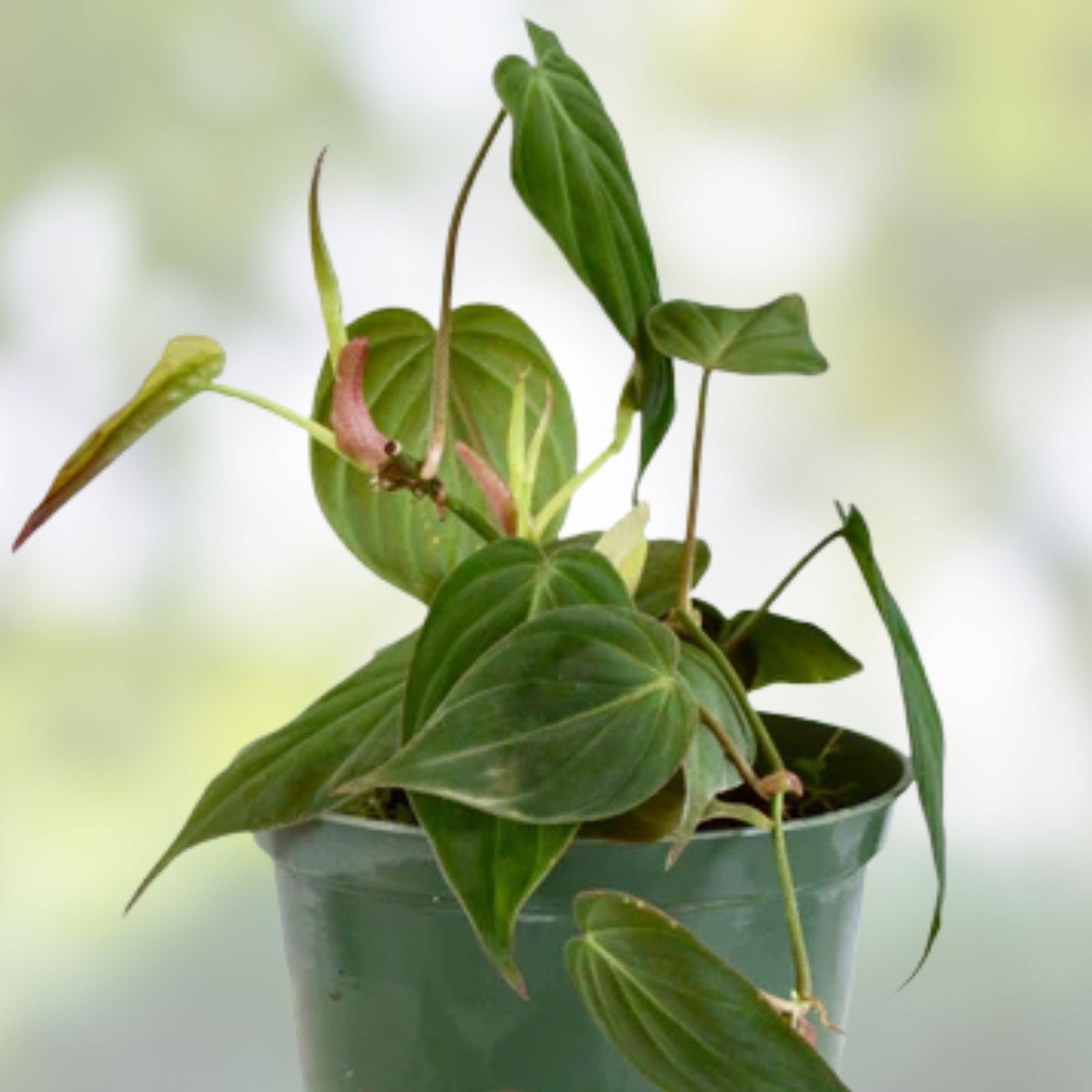 Philodendron Micans Indoor Houseplant 6" Pot Velvet Green Vining Tropical Plant Easy Care Live Cutting