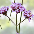 Purple Verbena Seeds 500 Organic Verbena bonariensis Garden Plant Starter Bare Root Live Cutting