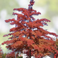 Scarlet Oak Tree Seedlings 12-18" Quercus coccinea Deciduous Hardwood Native Planting Autumn Foliage