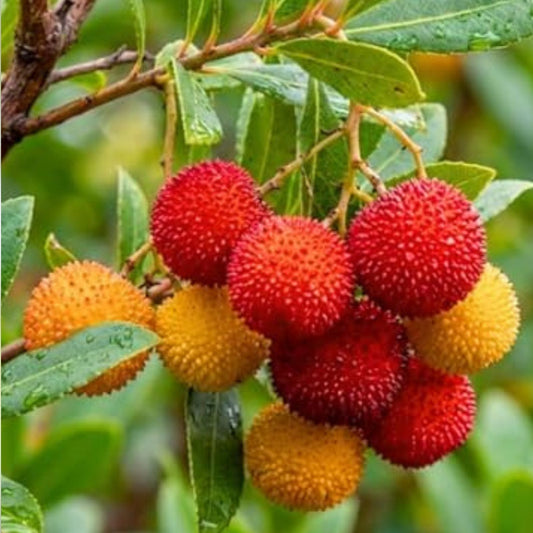 Muntingia Calabura Strawberry Tree Live Plant 10 Pack Tropical Fruit Tree Starter Bare Root Houseplant Free Shipping