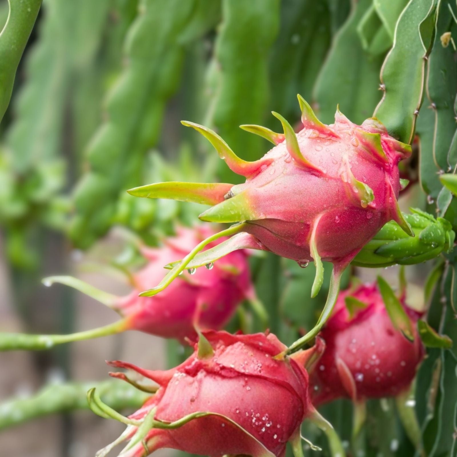Red Dragon Fruit Cuttings 9-14" American Red Hylocereus undatus | Fresh Fruit Plant Clippings | Edible Cactus Propagation