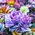 50 Rare Succulent Seeds for Indoor Outdoor Gardening, Easy Grow Houseplants, Live Plant Cuttings, Starter Plants