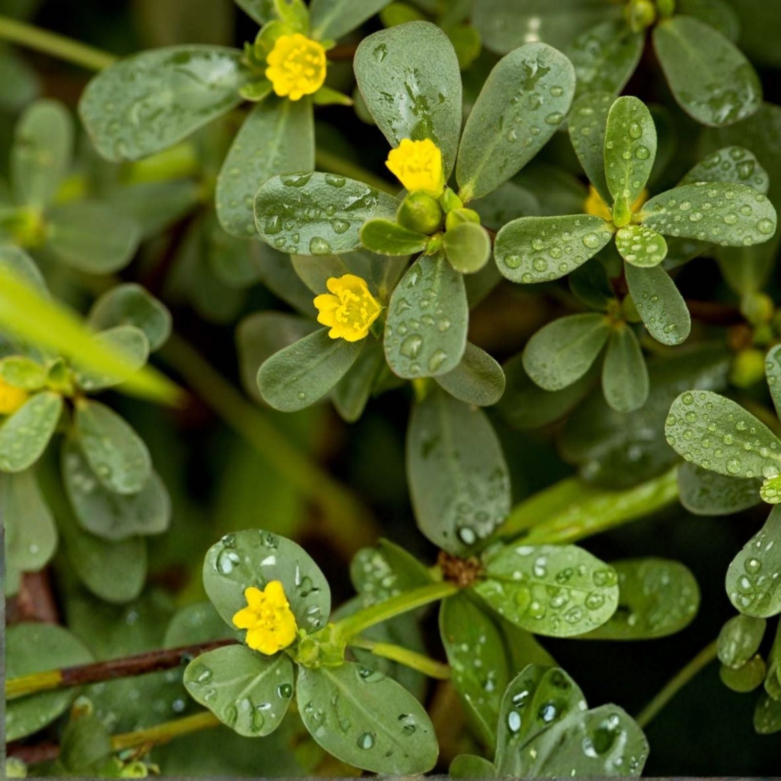 Purslane Cutting - Unrooted Edible Succulent - Portulaca oleracea - Fresh Gardening and Cooking Plant - Fast Growing