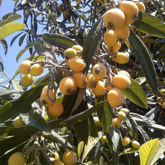 Japanese Yellow Plum Cuttings Prunus salicina Edible Fruit Tree Starter Plant Bare Root Garden Propagation