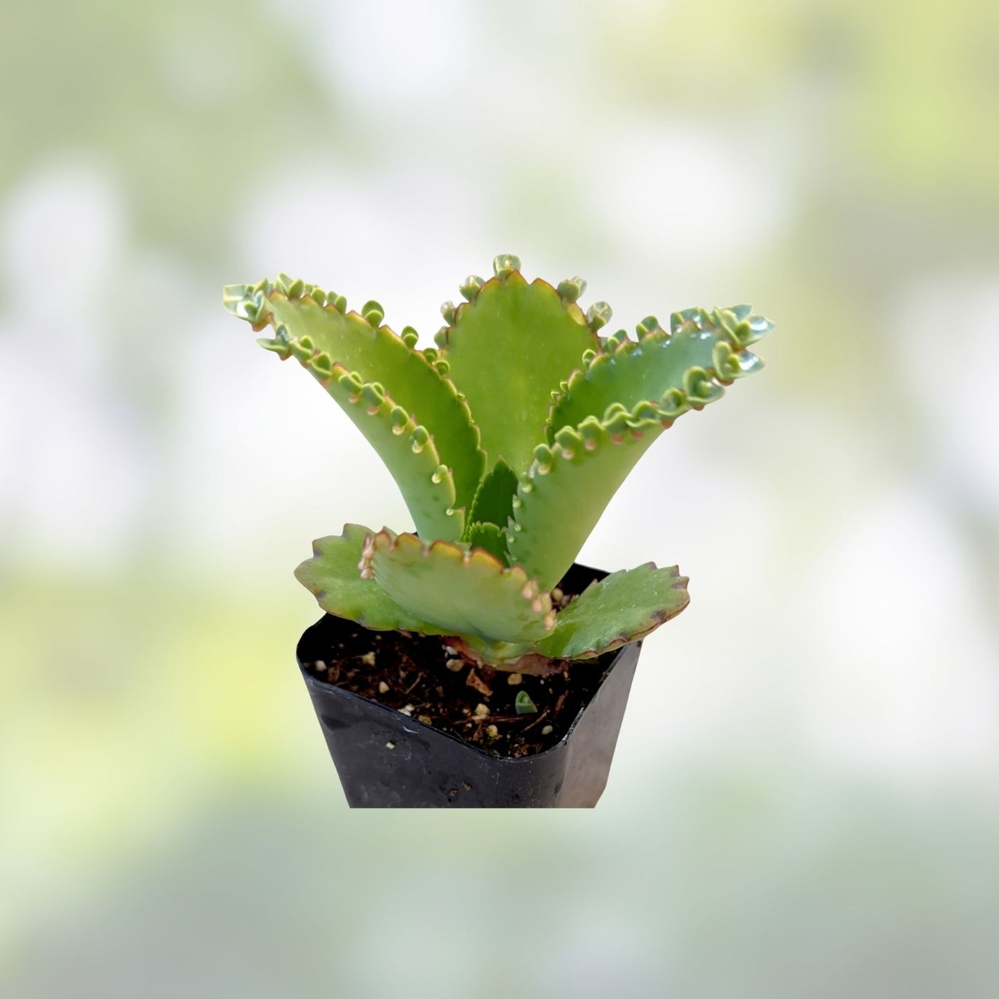 Kalanchoe daigremontiana Succulent Cuttings – Mother of Millions, Mexican Hat Plant, Easy Care Houseplant, Live Starter Plant